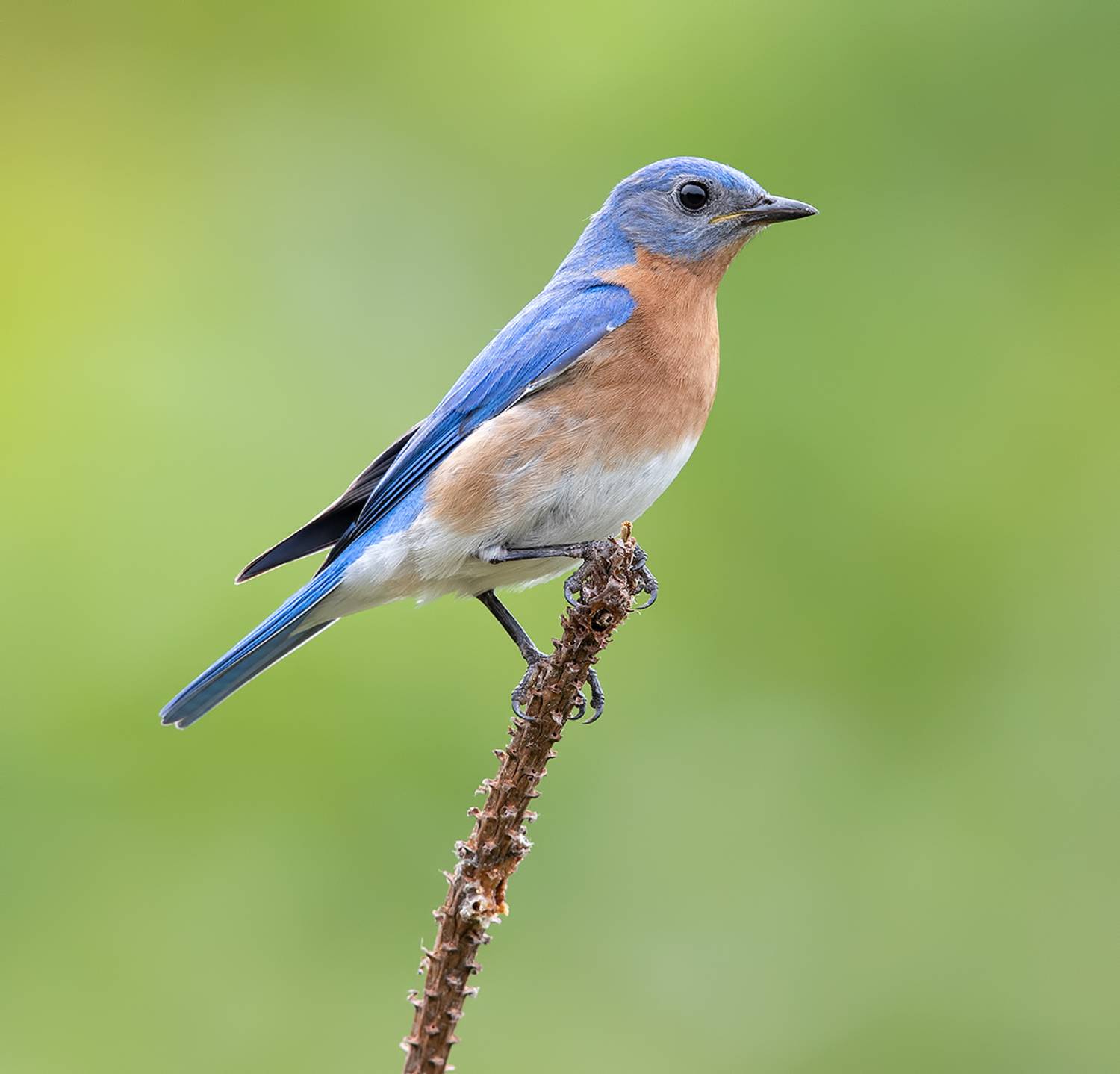 восточная сиалия, eastern bluebird, bluebird, Elizabeth Etkind