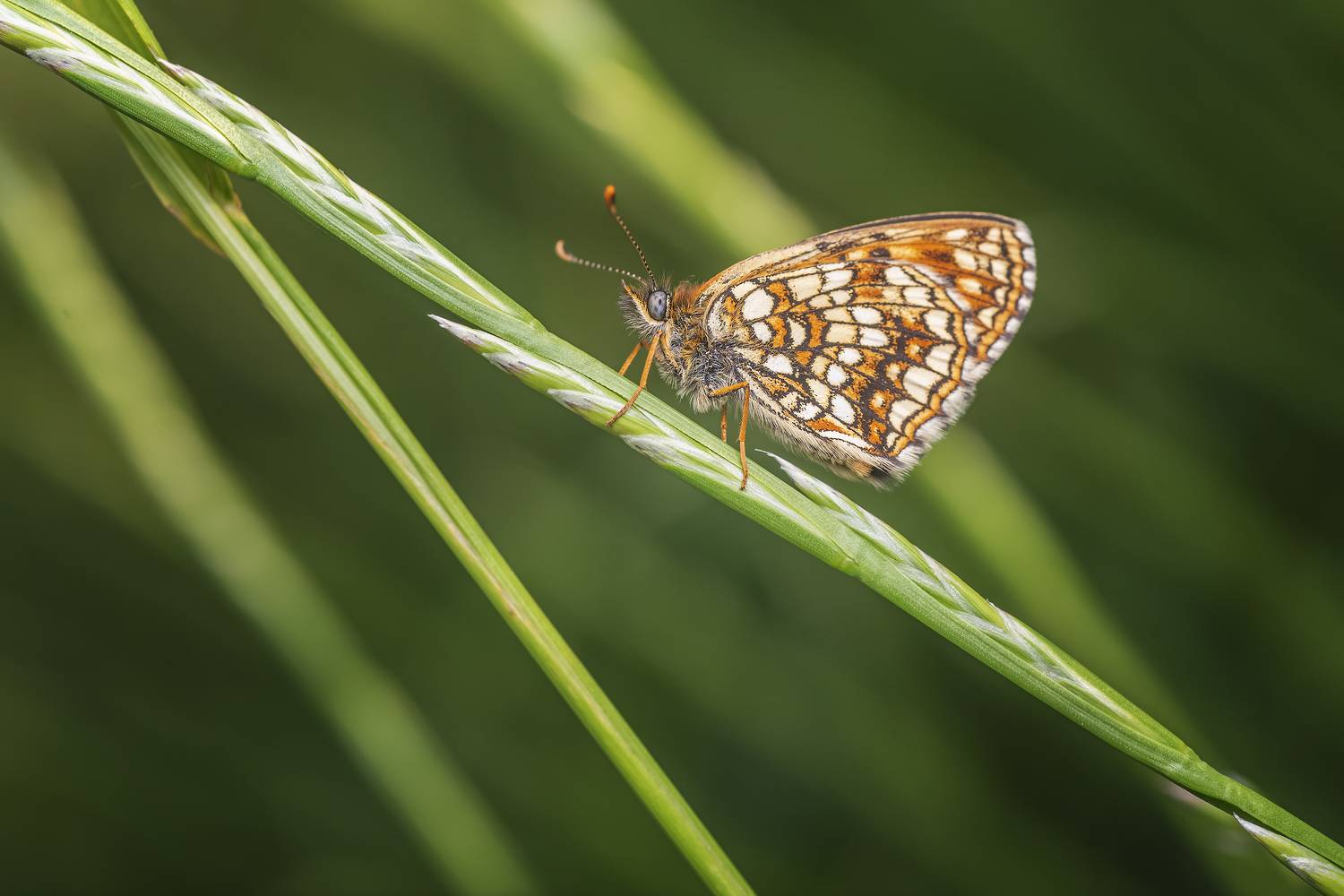 , Максим Вышарь