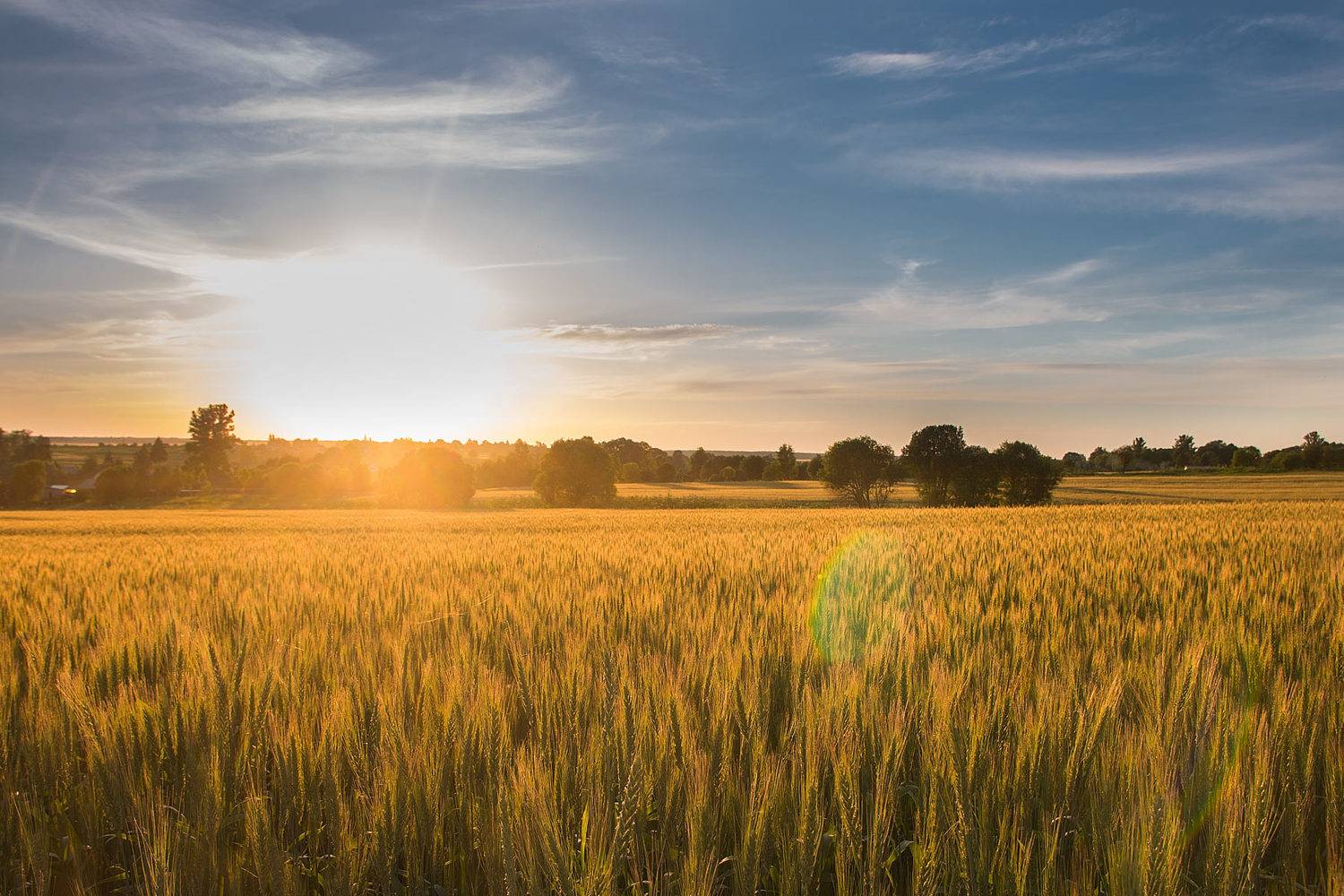 ,  Александр