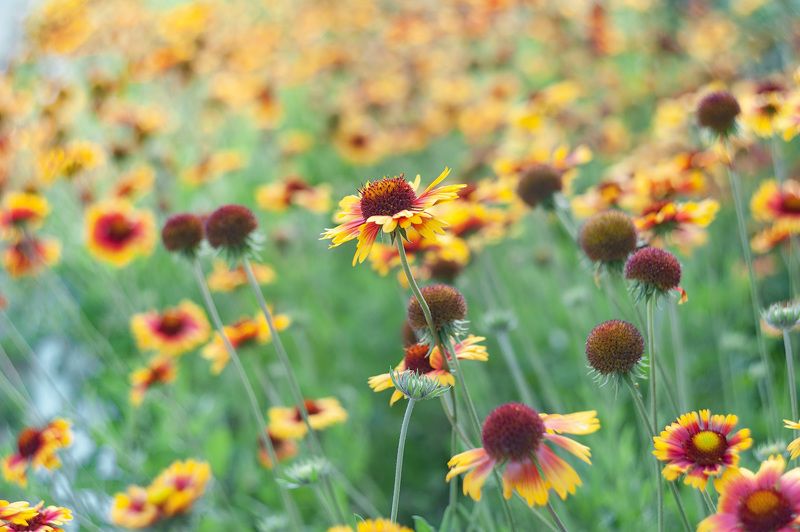 гайлардия, флора, цветы, гелиос 44 С Гелиосом по городским улочкам. Гайлардия фото превью