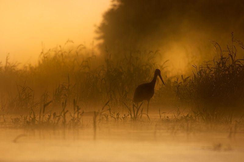 Ciconia nigra фото превью