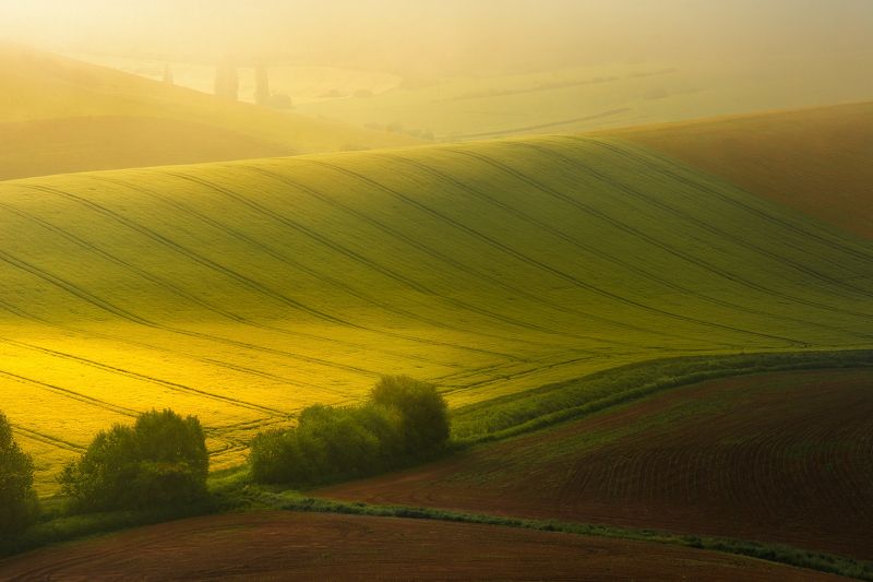 Golden morning фото превью