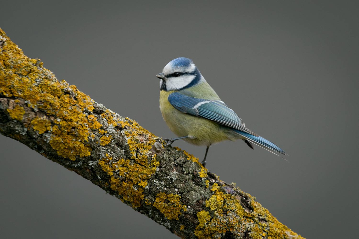 лазоревка, птицы, birds, wildlife, blue tit, Алексей Юденков