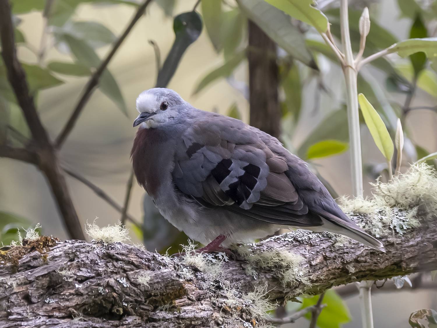 , Fernando Burgalin Sequeira