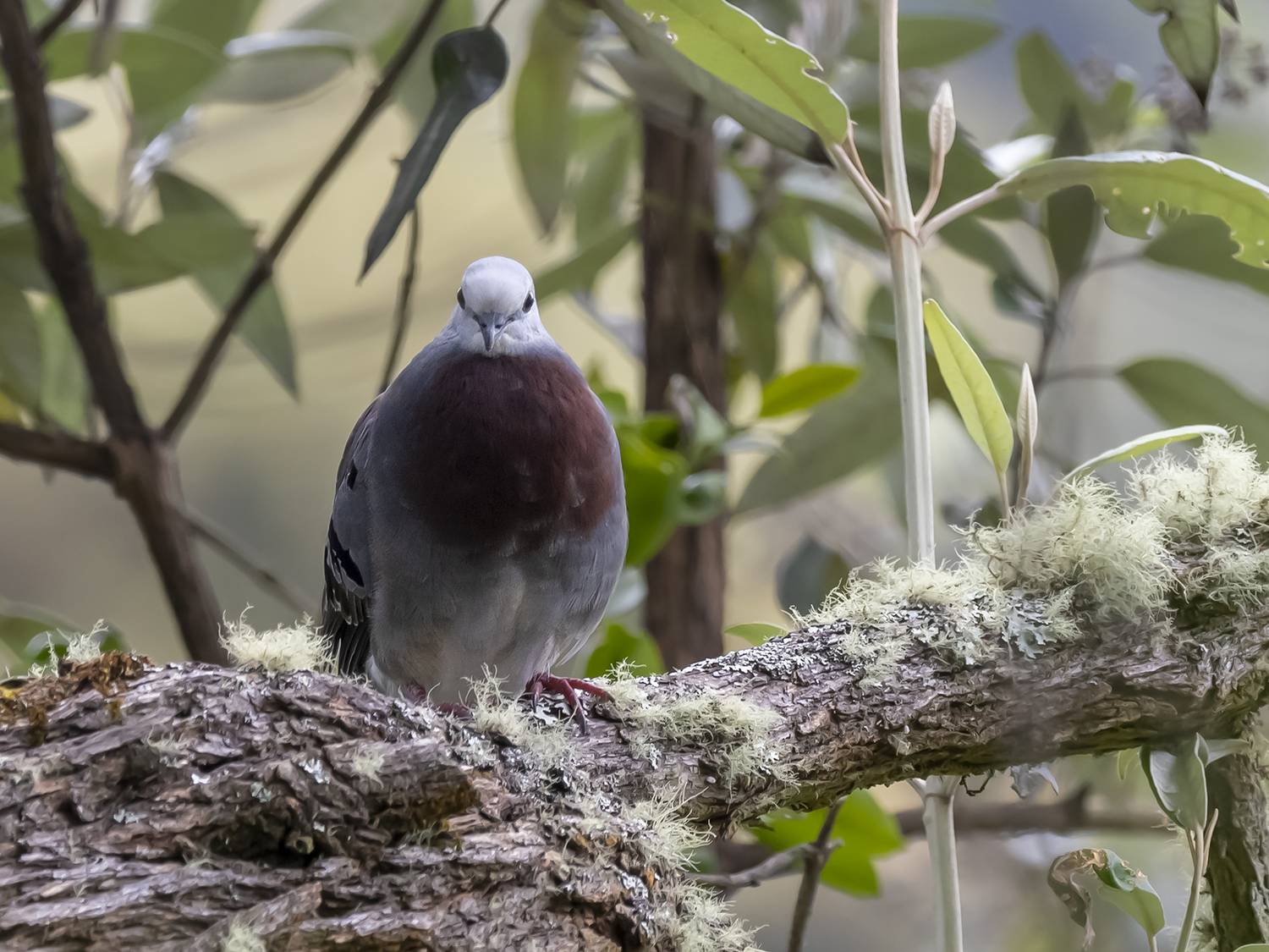 , Fernando Burgalin Sequeira