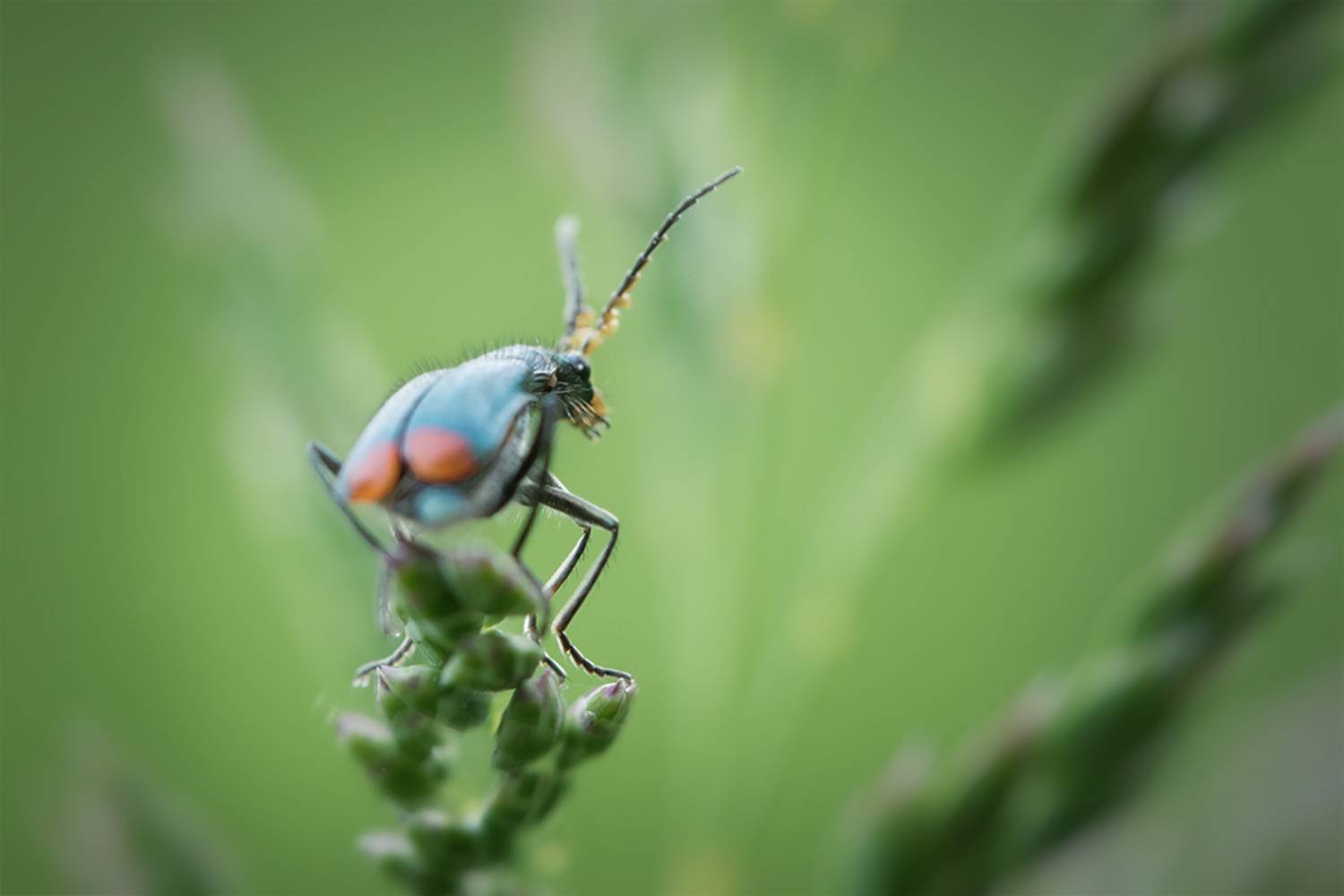 жук, макро, malachius bipustulatus, малашка, macro, Марина Хилько