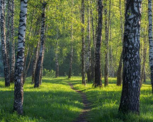 Весенним утром, в березовом лесу