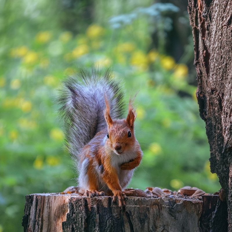 canon 55-250, beautiful, красивый, moment, момент, nature, природа, wildlife, animal, животное, red, рыжая, squirrel, белка, crafty, лукавая, Лукавый пушистик :) фото превью