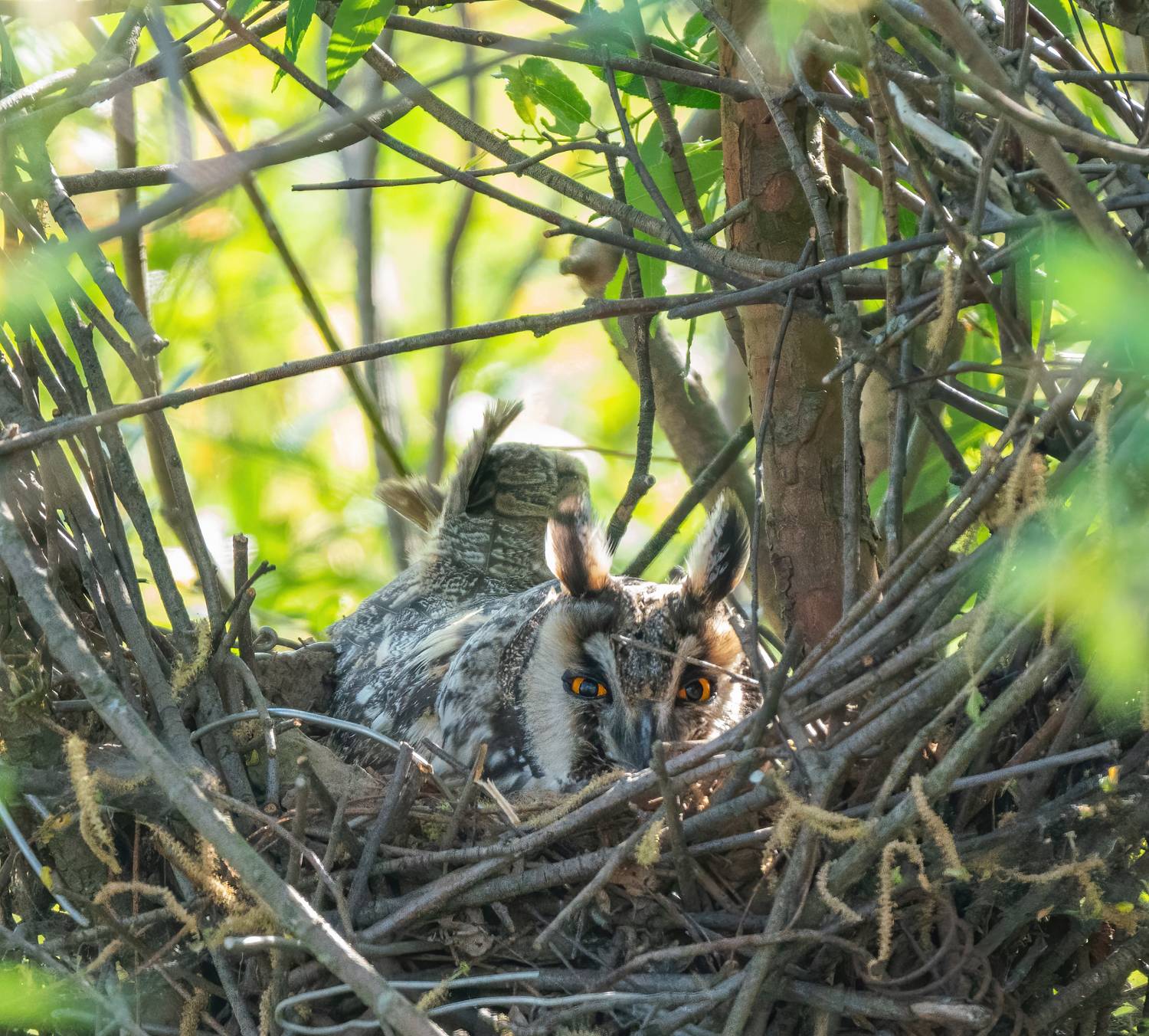 , Константин Дэм