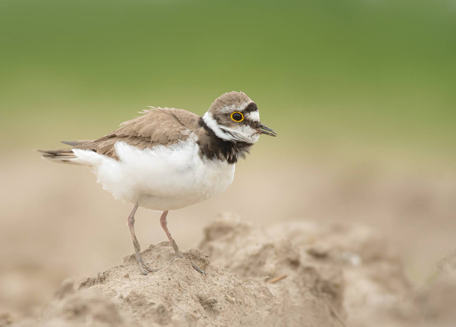 птицы,природа, лето, Андрей Киселёв