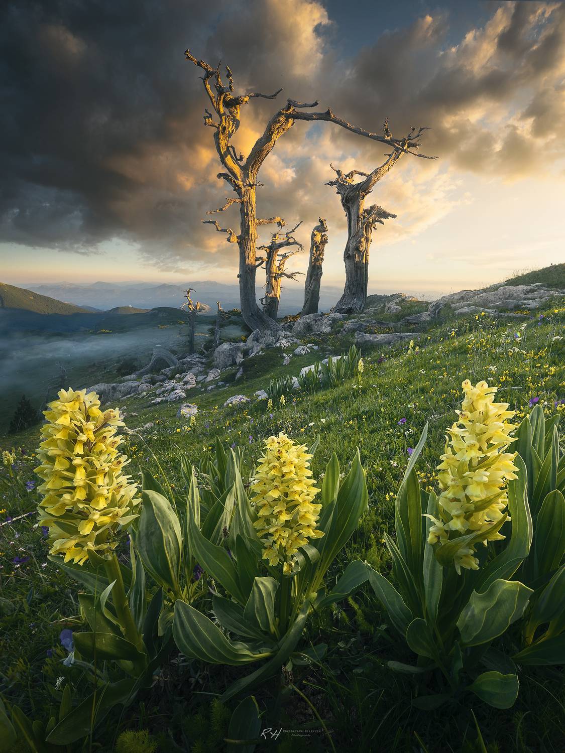 , Roksolyana Hilevych