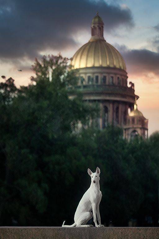 , Андрей Ершов