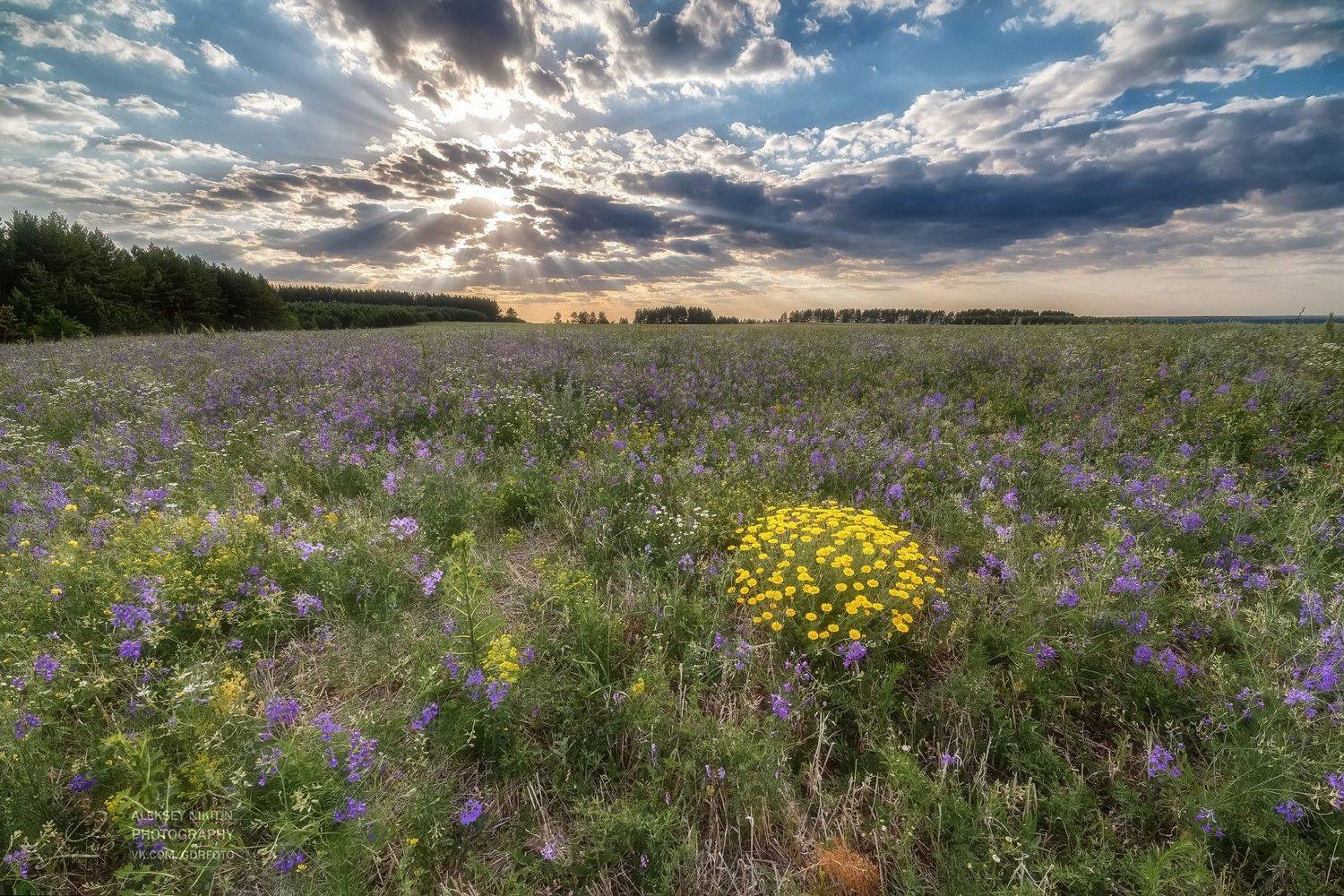 , Алексей Никитин
