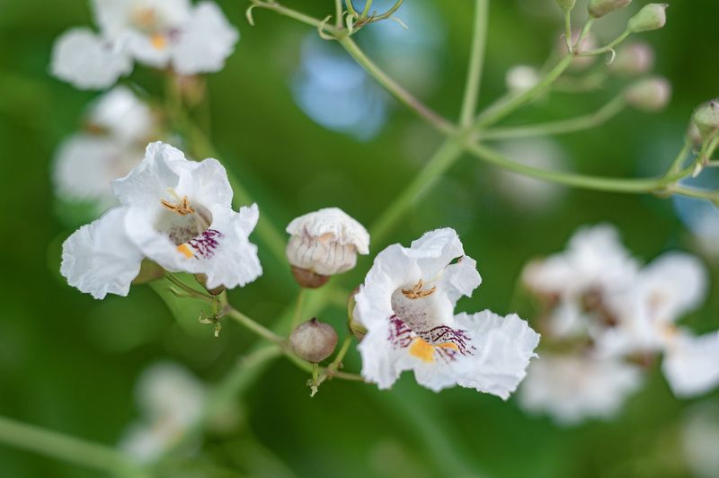 катальпа, гелиос 44 С Гелиосом по городским улочкам. Катальпа. фото превью