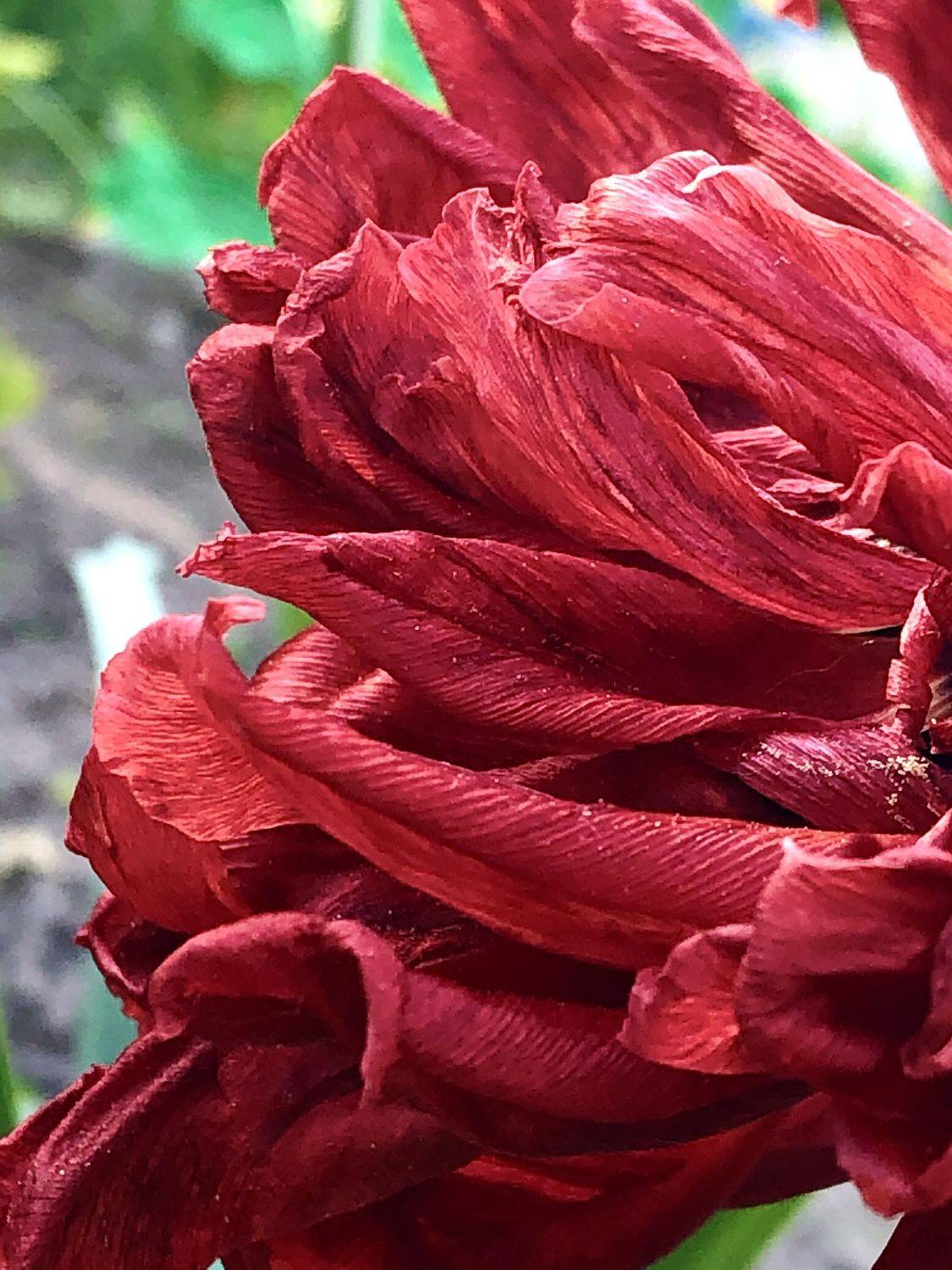 , Зоя Малхова