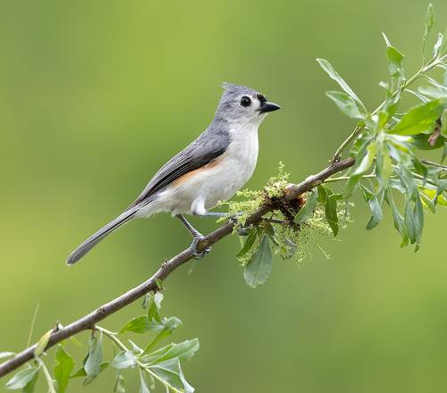 Tufted Titmouse -Острохохлая синица