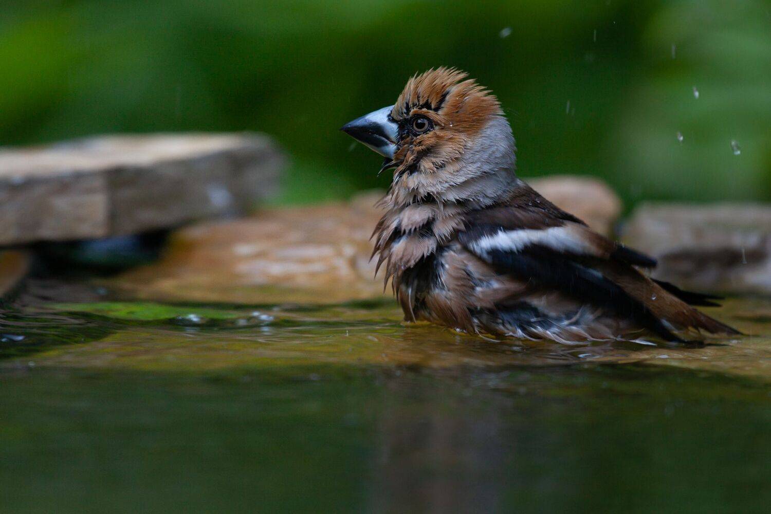 , Марат Кучкаев