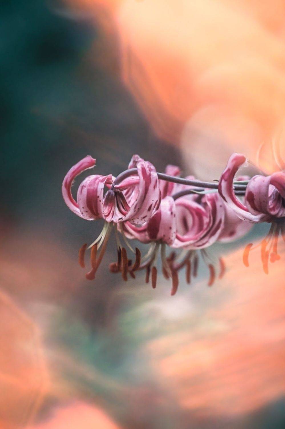 лилия, цветы, flowers, lily, макро, macro, Julia Kaissa