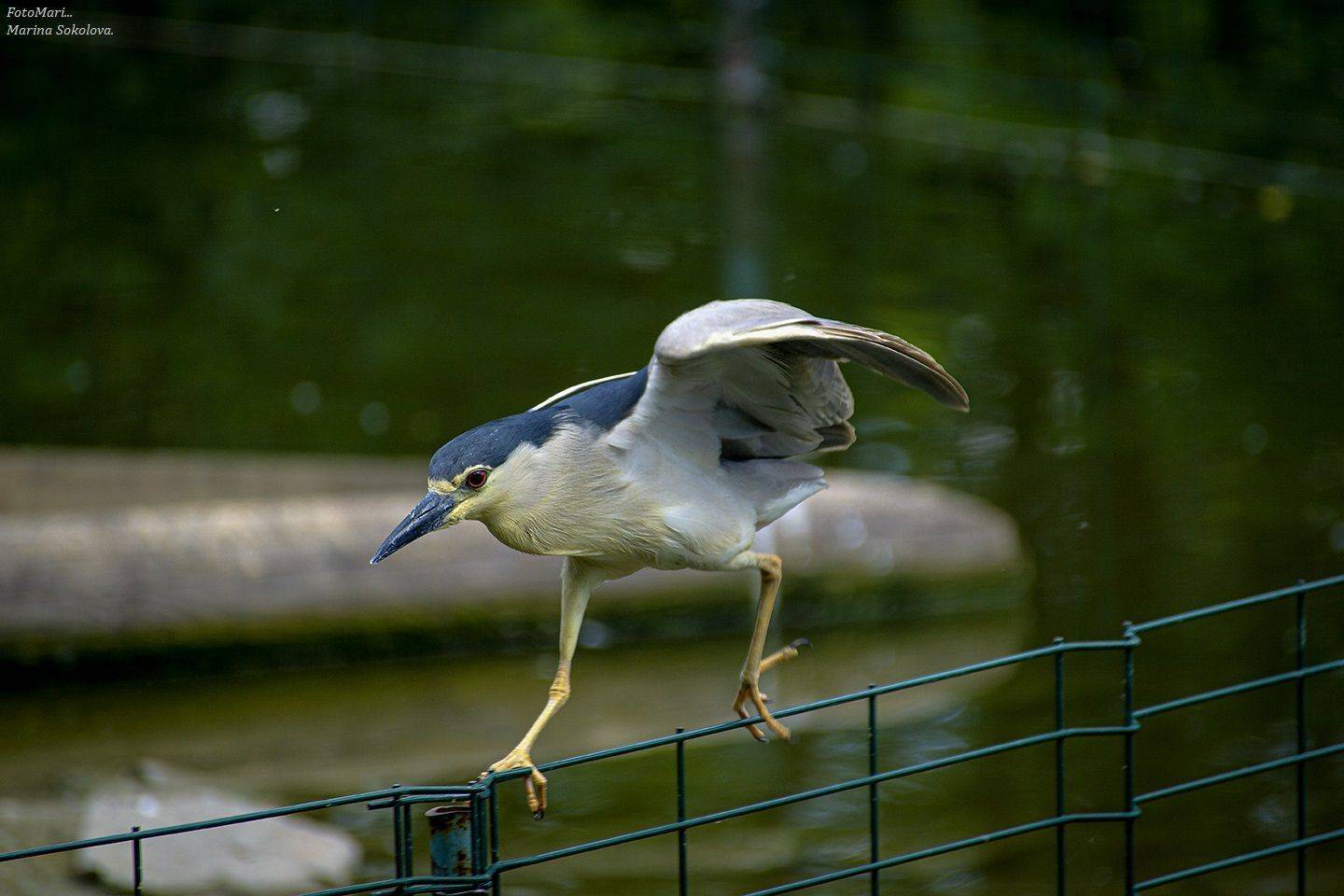, Марина Соколова