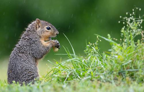 Fox Squirrel - Лисья Белка.