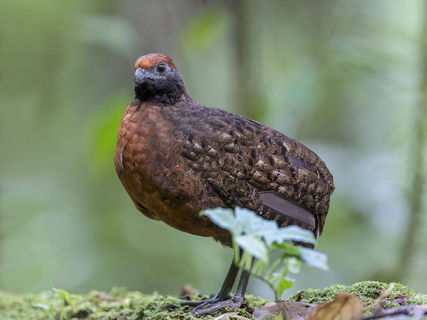 , Fernando Burgalin Sequeira