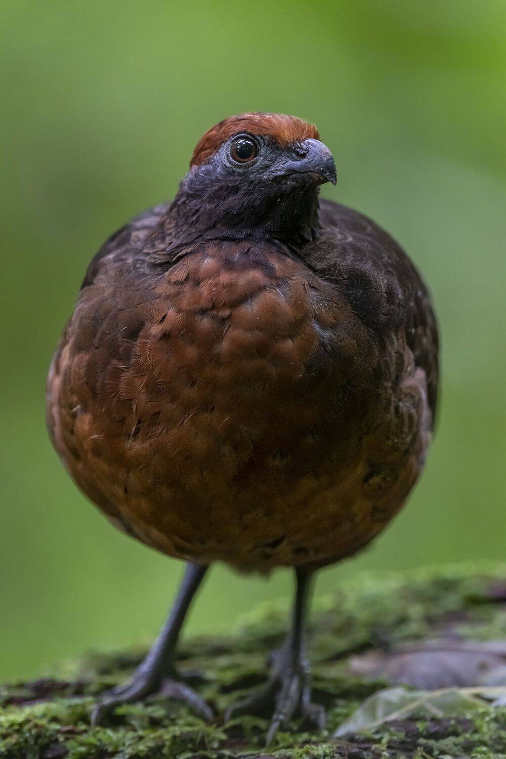 , Fernando Burgalin Sequeira