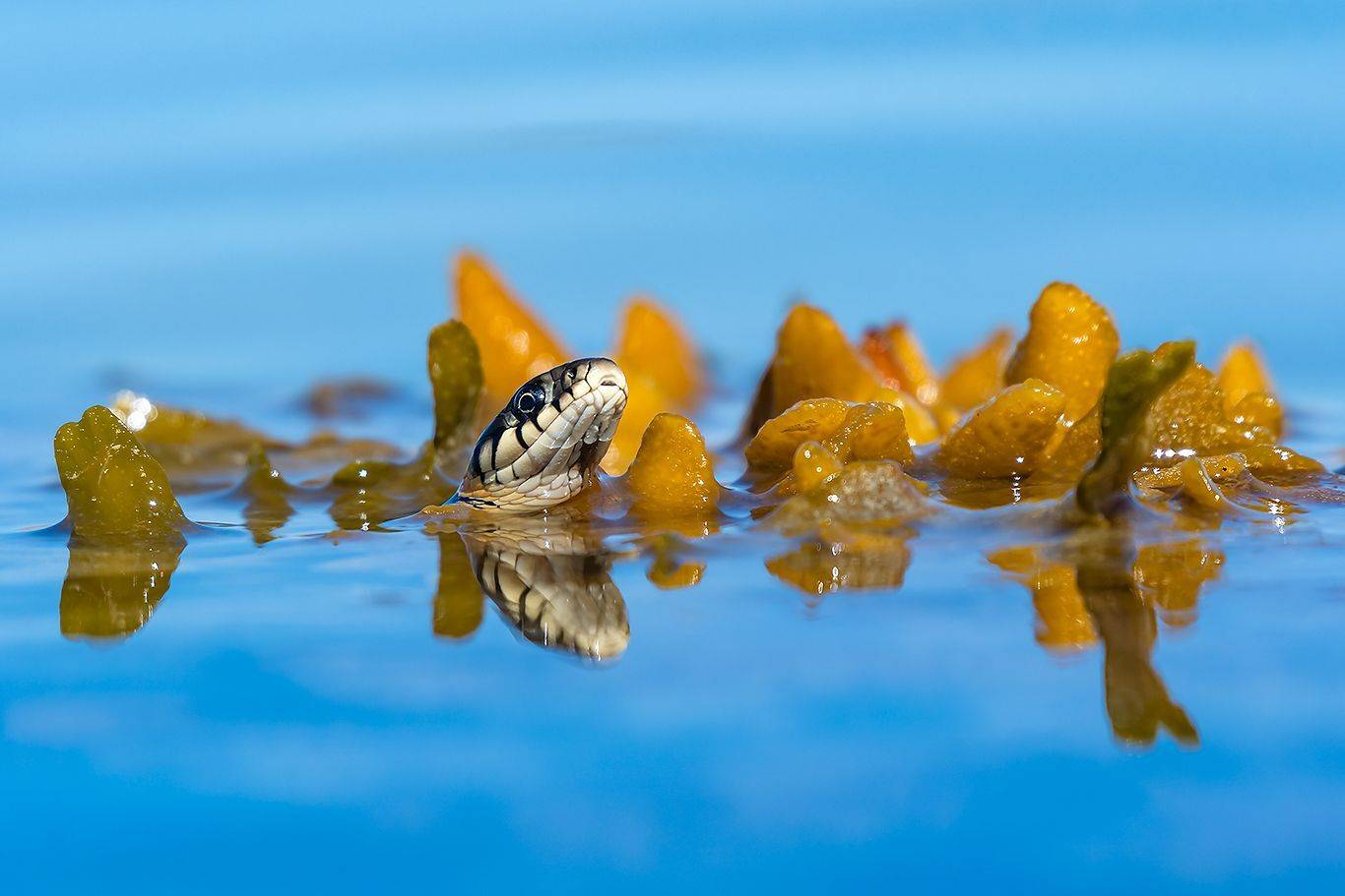 , Александр Абросимов