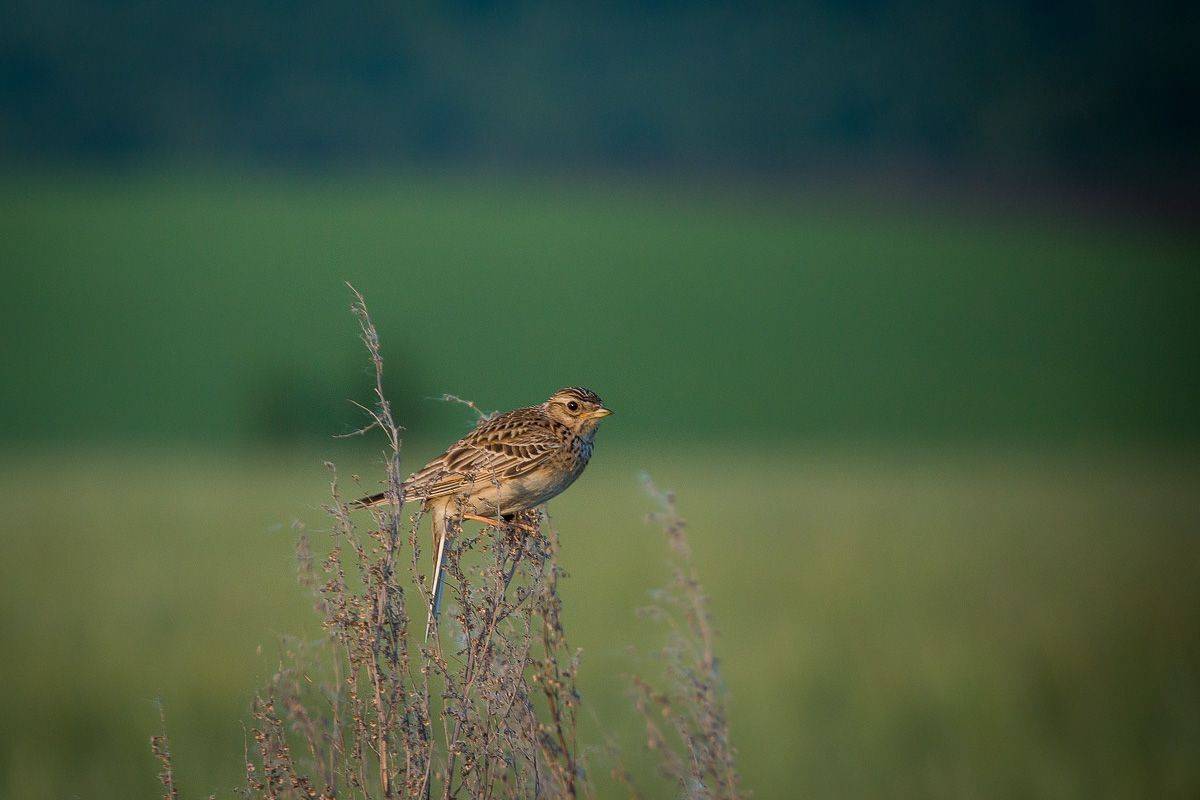 жаворонок, птицы, birds, wildlife, eurasian skylark, Алексей Юденков