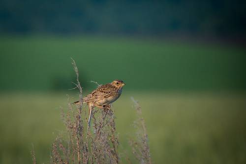 Полевой жаворонок