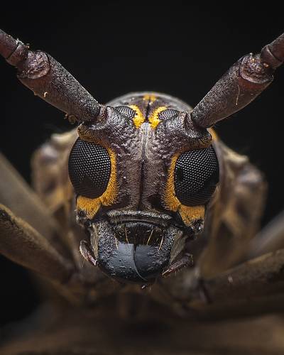 Macro close up of Longhorn Beetle