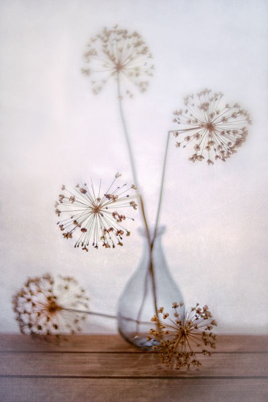 Сухих былинок кружева фото превью