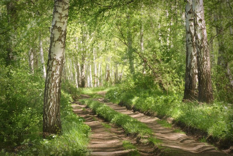 березы, лето, сибирь Березовая роща фото превью