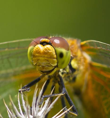 Улыбка стрекозы