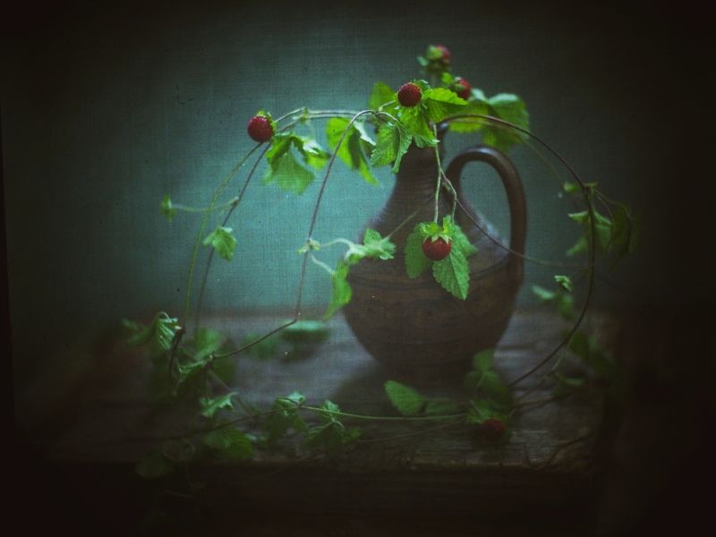 Ягодная пора фото превью