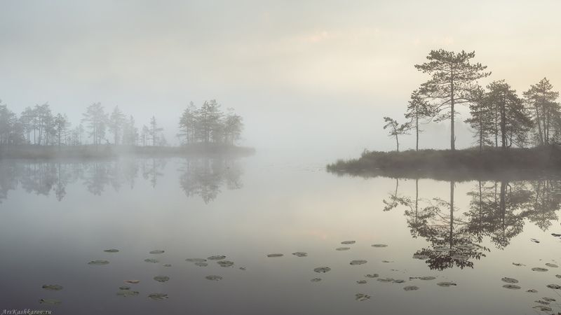болото, ленобласть, фототур, туман, ленинградская область, минимализм, сумерки \