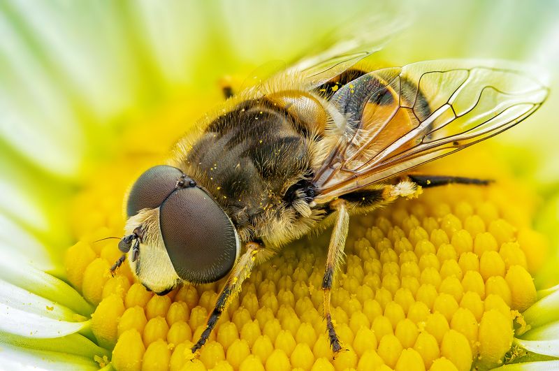 журчалка фото превью