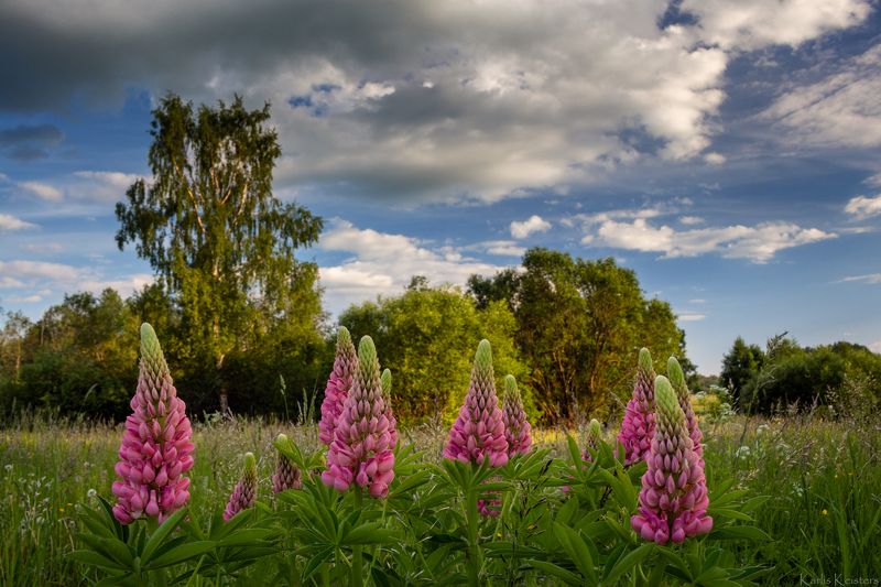 Evening with lupins фото превью