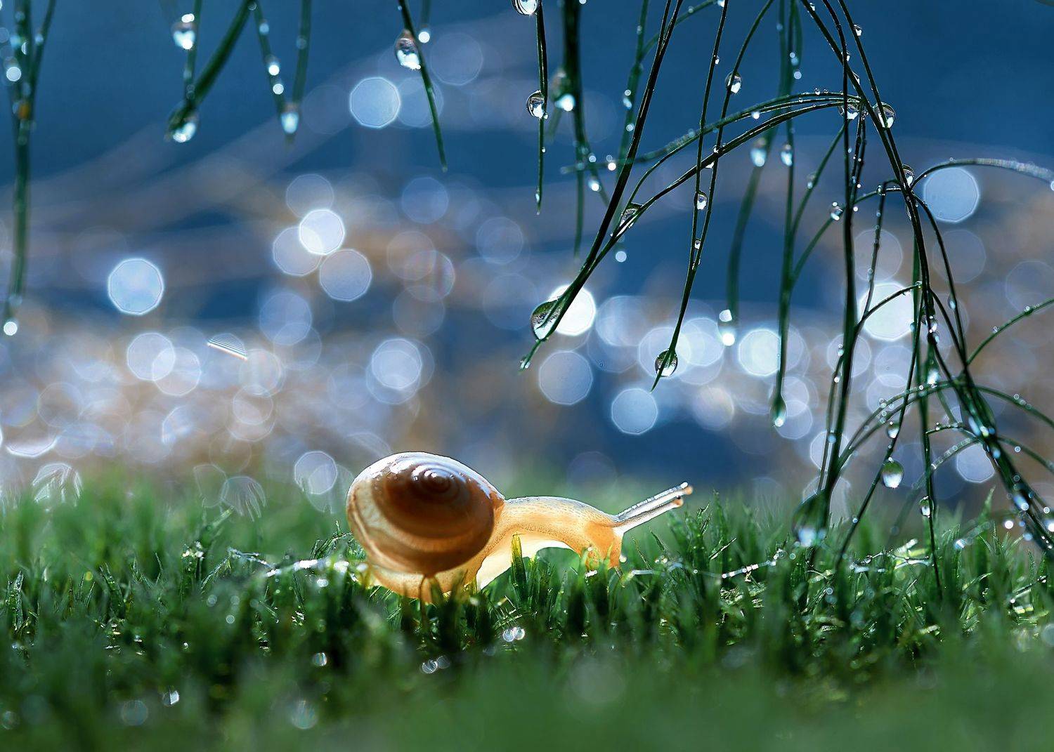 макро, макрофото, улитка, гриб, дождь, лес, природа, капли, никон, сигма, гелиос, macro, macro, snail, mushroom, rain, forest, nature, drops, nikon, sigma, sigma105,, Анна Дегтярёва