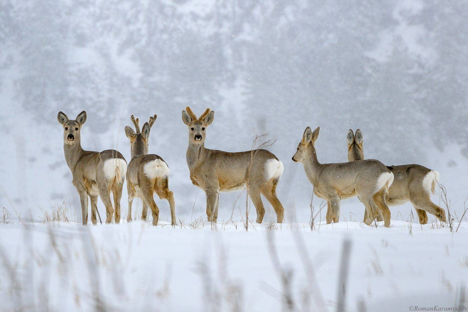 , Роман Карамышев