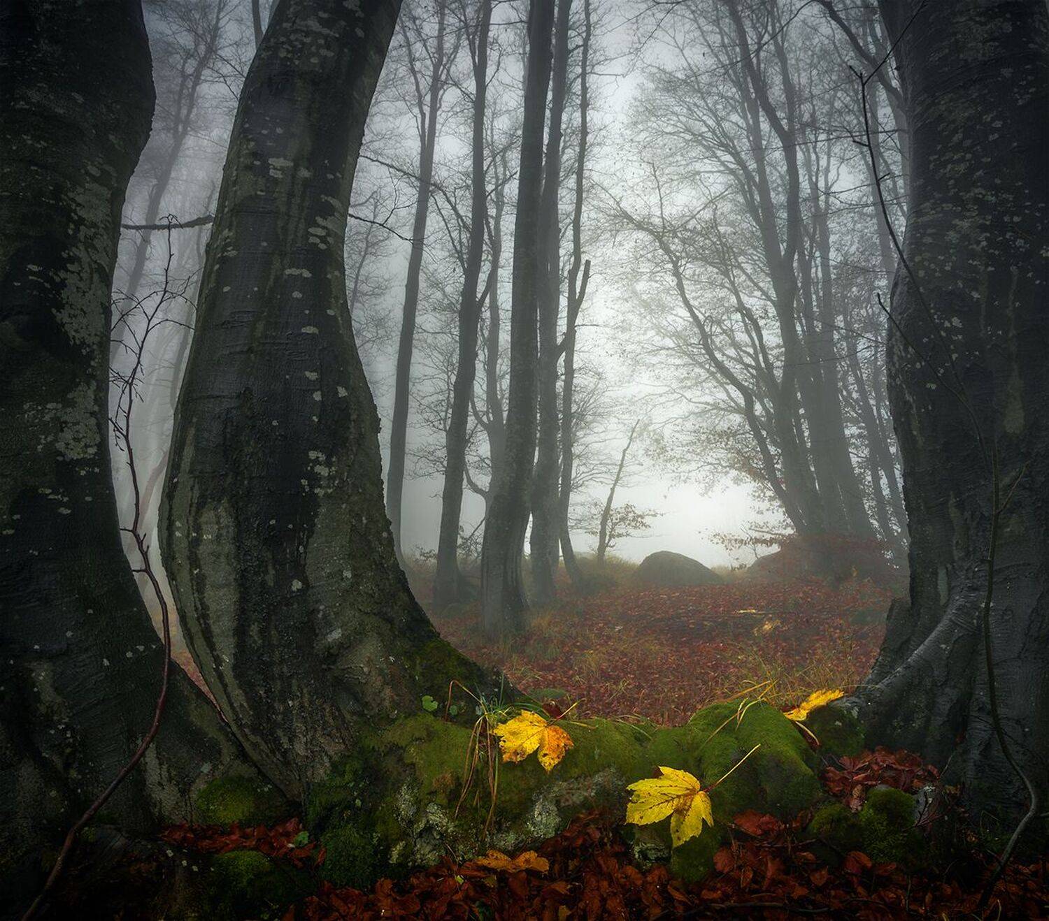 landscape nature scenery forest wood autumn mist misty fog foggy colors mountain vitosha bulgaria туман лес, Александър Александров