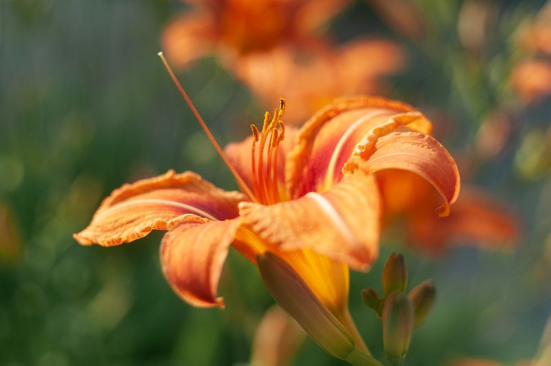 лилейник, гелиос 44 С Гелиосом по городским улочкам. Лилейник. фото превью