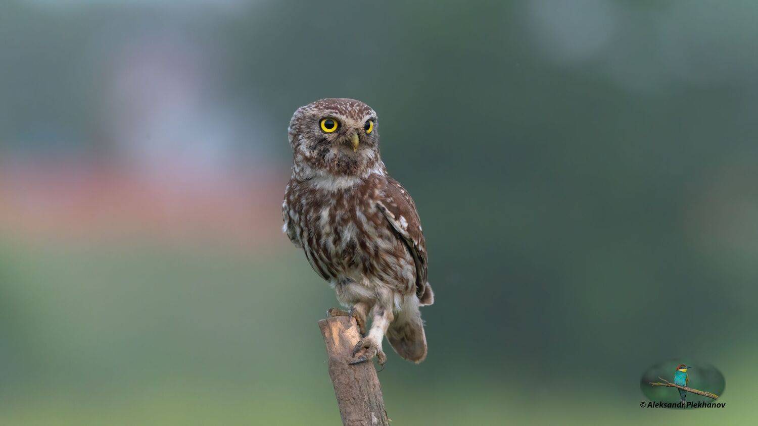 wildlife, Alexander Plekhanov