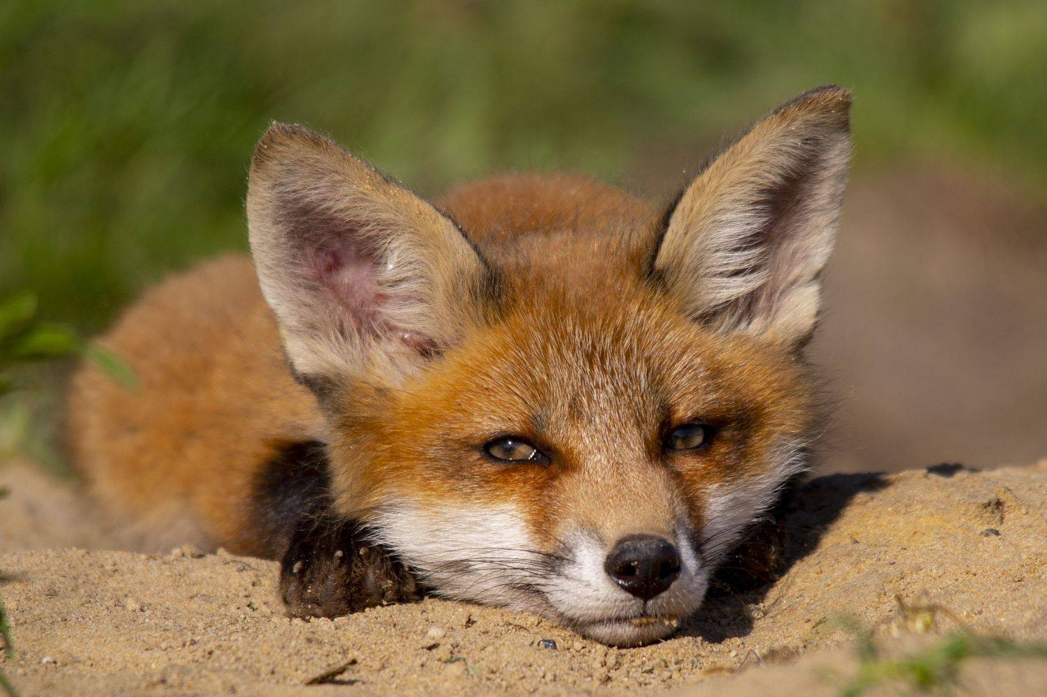 живая,дикая природа, Валерий Черняк