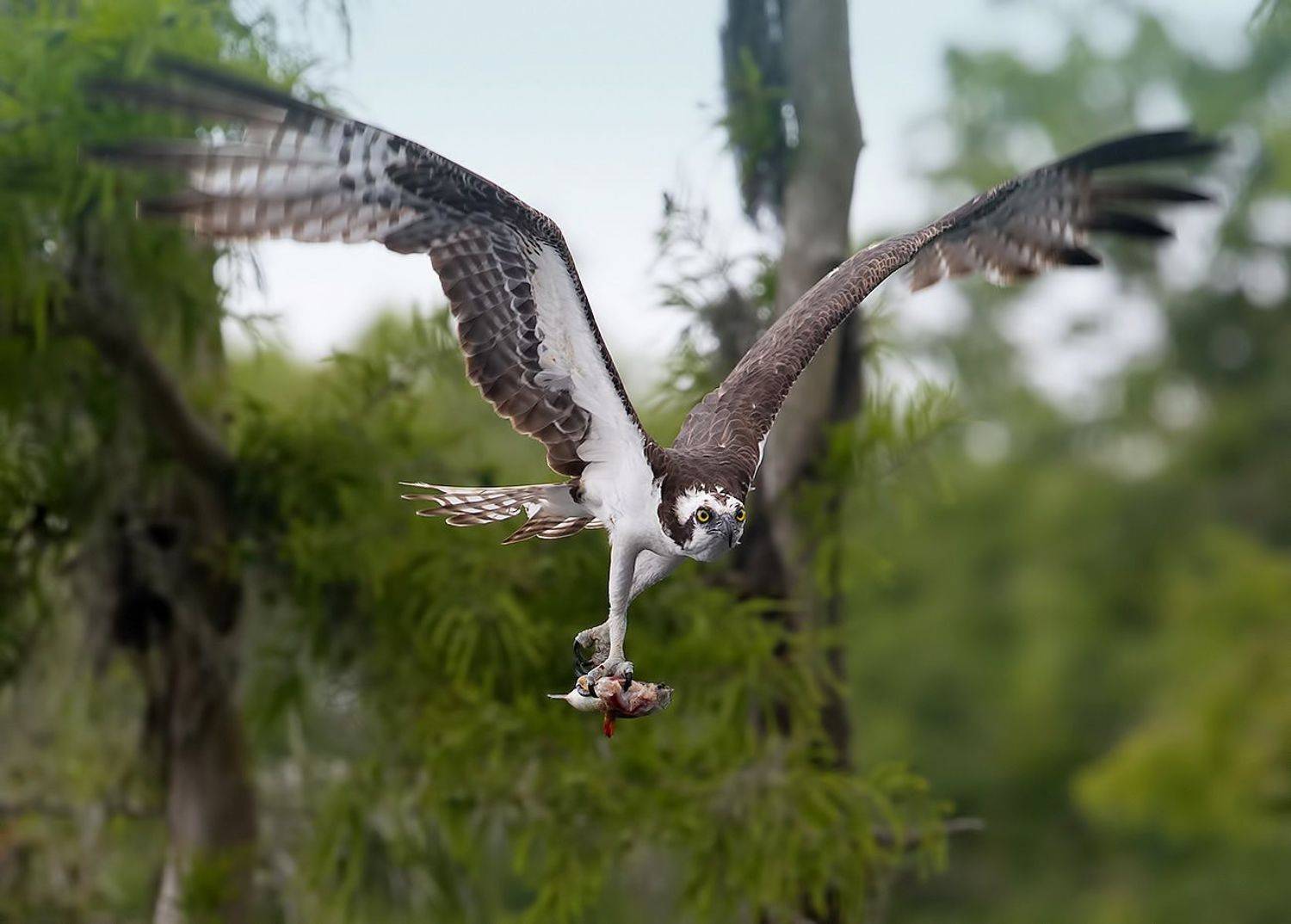 скопа, osprey, florida, флорида, хищные птицы, raptor, Elizabeth Etkind