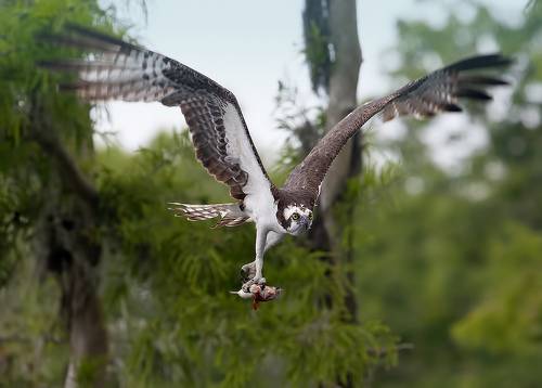 Osprey - Скопа