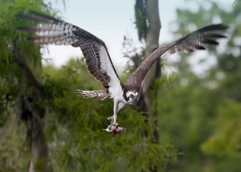 скопа, osprey, florida, флорида, хищные птицы, raptor Osprey - Скопа фото превью
