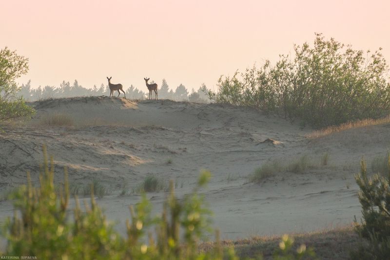 дикая природа, куршская коса, Косули в дюнах фото превью