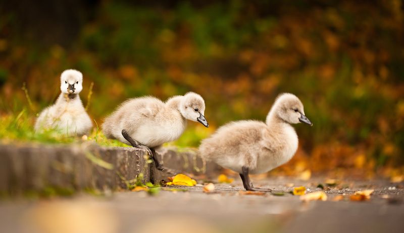 Black swans фото превью