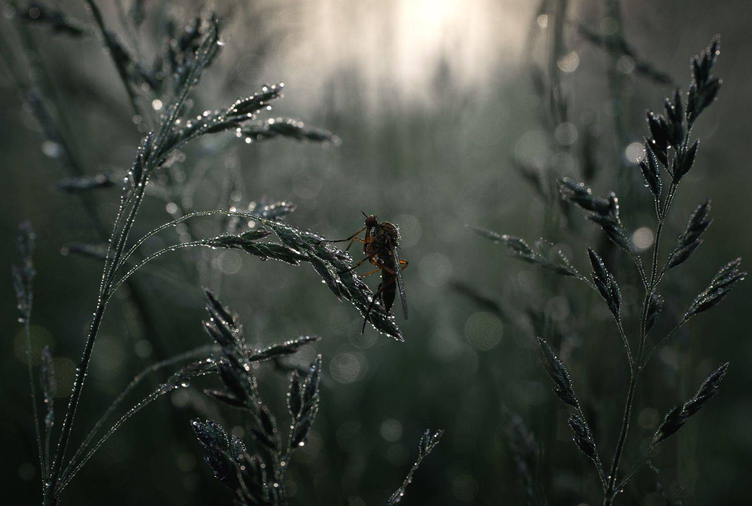 , Баранов Олег