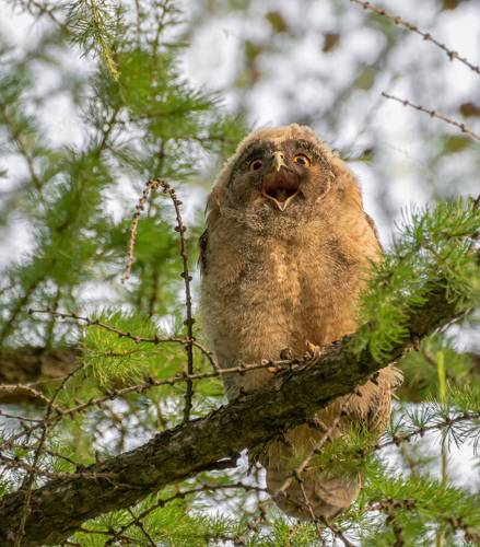 малыш ушастой совы..